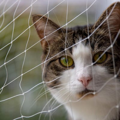 Kattennet Balkon - Veiligheidsnet Huisdier - Katten Veilig Houden - Bijna Onzichtbaar - 8 x 3 m - Transparant