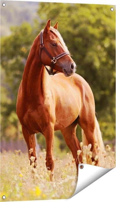 Gards Tuinposter Bruin Paard in de Wei - 60x90 cm - Tuindoek - Tuindecoratie - Wanddecoratie buiten - Tuinschilderij
