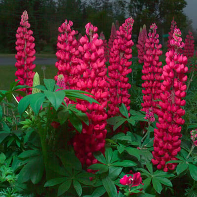 Lupine (Lupines Gallery) - rood - Lupinus Gallery Red - Vaste planten - Bijen-Vlinders - Snijbloemen - Geurend - Zomerbollen - Voorjaarsbollen
