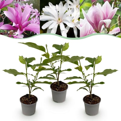 Green boutiQ - Tuinplant - Magnolia Tricolour - Bloem Wit-Roze-Paars - 3 Planten - Bladverliezend - Weinig Onderhoud - Pot 12cm Hoogte 30cm
