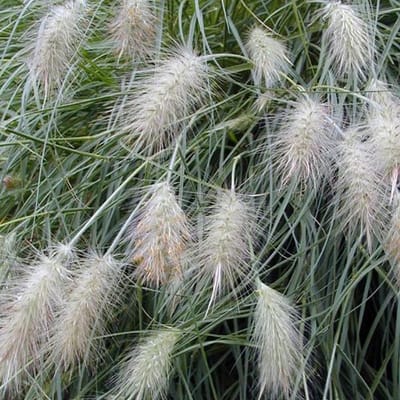 6 x Pennisetum Villosum - Lampepoetser - pot 9 x 9 cm - Delicate Borstelgras met Opvallende Bloeiwijze