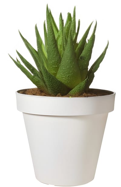 Pro Garden Bloempot - wit - rond - D20 cm - kunststof - plantenpot - tuin buiten