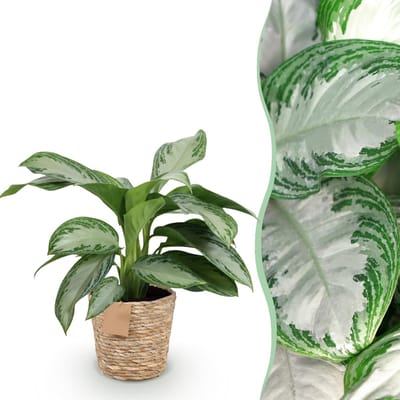 Green BoutiQ - Kamerplanten - Aglaonema Silver Bay - Zilverblad - Weinig onderhoud - met mand - Groen - 1 Plant - Pot 17cm - Hoogte 70-75cm