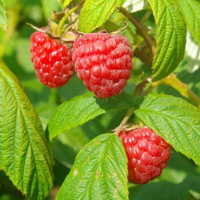 8 x Frambozenstruik Autumn Bliss Rode Framboos - Winterharde Fruitplant Klimplant - Rubus idaeus 'Autumn Bliss' in C2(liter) pot met hoogte 50-60cm