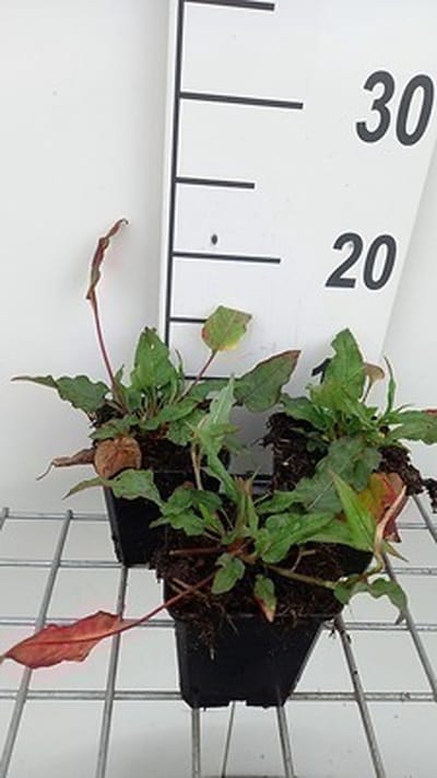6x Duizenknoop - Persicaria ampl. 'Pink Elephant' | 9x9 cm pot