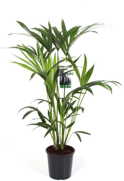 Green Harmony - Howea Forsteriana - Ø19cm - 80cm