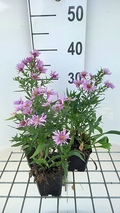 6x Aster - Aster dum. 'Peter Harrison' | 9x9 cm pot