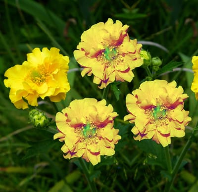 Chileense nagelkruid 'Lady Stratheden' (Geum chiloense Lady Stratheden) - Nagelkruid Lady Stratheden - Geum chiloense