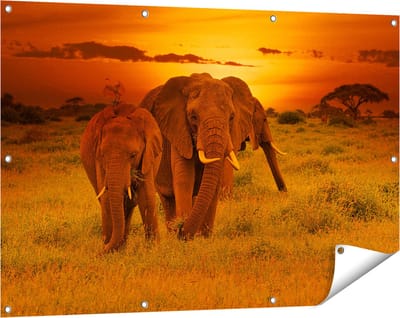 Gards Tuinposter Olifanten in het Wild - Zonsondergang - 120x80 cm - Tuindoek - Tuindecoratie - Wanddecoratie buiten - Tuinschilderij