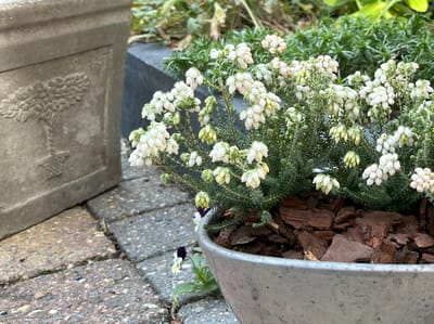 Gewone dopheide Wit - 10 Stuks - Erica tetralix 'Alba Mollis' - P10.5 - Plant - Tuinplant - Heide