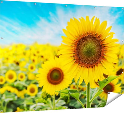 Gards Tuinposter Zonnebloemen Veld - 160x120 cm - Tuindoek - Tuindecoratie - Wanddecoratie buiten - Tuinschilderij