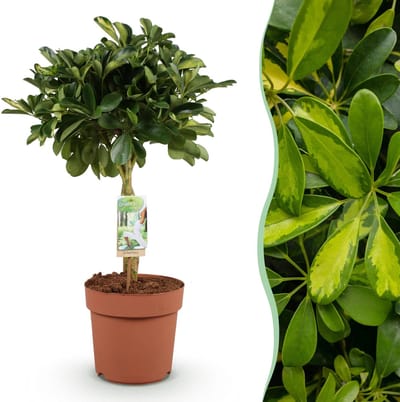 Plantenboetiek.nl | Green is... Schefflera Gold Capelle - Vingerboom - Weinig onderhoud - Groen - Ø21cm - 70-81cm hoog - Kamerplant - Groenblijvend