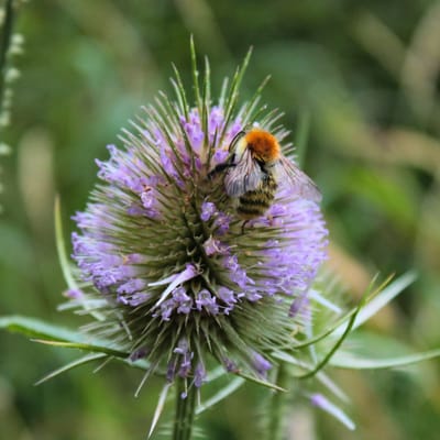 Sluis garden - Inheemse bloemenzaden - Grote kaardebol - geproduceerd in Nederland