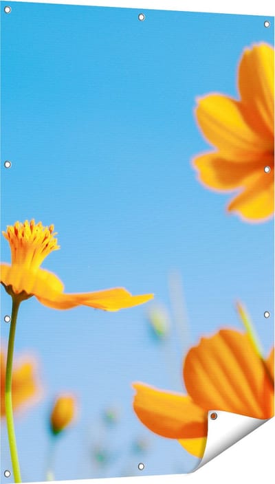 Gards Tuinposter Oranje Cosmea Bloemen - 80x120 cm - Tuindoek - Tuindecoratie - Wanddecoratie buiten - Tuinschilderij