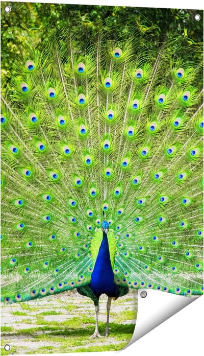 Gards Tuinposter Pauw met Grote Kleurrijke Veren - 60x90 cm - Tuindoek - Tuindecoratie - Wanddecoratie buiten - Tuinschilderij