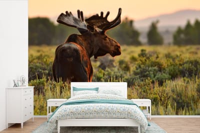 Behang - Fotobehang Eland op een open grasveld - Breedte 420 cm x hoogte 280 cm