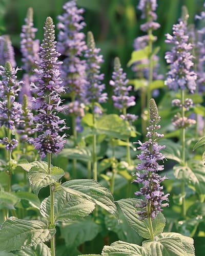 2 sets - Dropplant Zaden Agastache Foeniculum Eenjarig Snijbloem 60 Cm