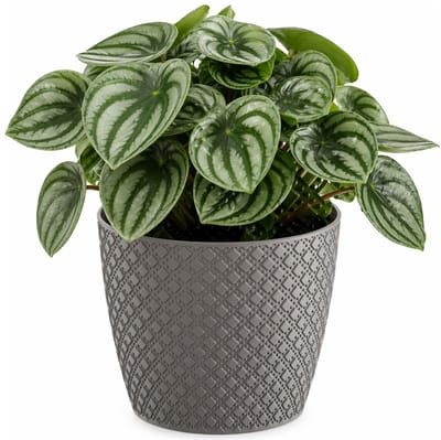 Prosperplast bloempot / plantenpot - kunststof - steengrijs - Dia 15.7 cm en hoogte 13.8 cm - binnen/buiten