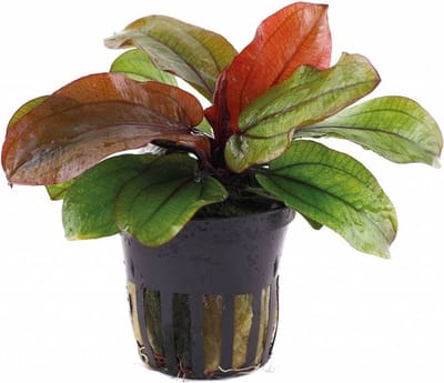Moerings Echinodorus Reni | Zwaardplant | in 5 cm pot