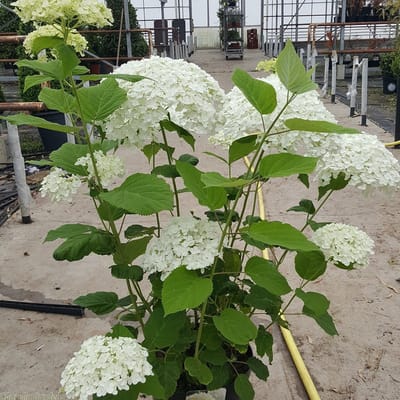 8 x Hortensia Strong Annabelle Wit - Bolhortensia Winterhard - Hydrangea 'Incrediball' in C3(liter) pot met hoogte 10-40cm