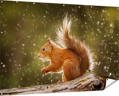 Gards Tuinposter Eekhoorn in de Regen - 180x120 cm - Tuindoek - Tuindecoratie - Wanddecoratie buiten - Tuinschilderij