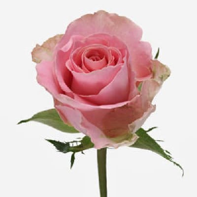 20x Rosa hermosa+ 60cm