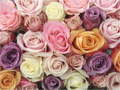 Fotobehang - Pastel roses.