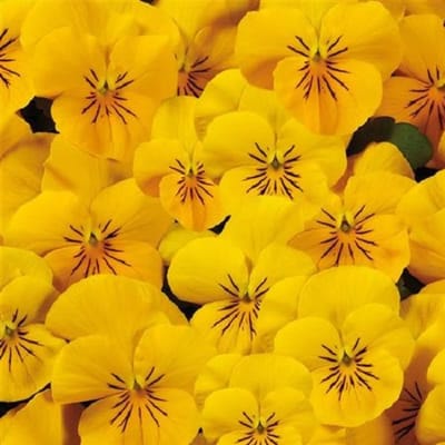 Violen Twixini Gold F1