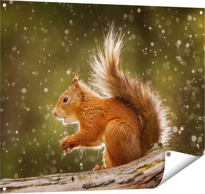 Gards Tuinposter Eekhoorn in de Regen - 100x80 cm - Tuindoek - Tuindecoratie - Wanddecoratie buiten - Tuinschilderij