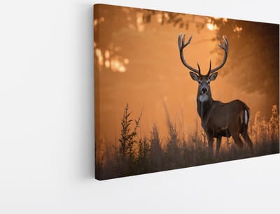 Saammp Canvas Schilderij - jong hert met zonsondergang in hoog gras - Natuur - Dieren - 45x30 - Foto op canvas - Wanddecoratie - Muurdecoratie Woonkamer - Slaapkamer decoratie - Canvas Print