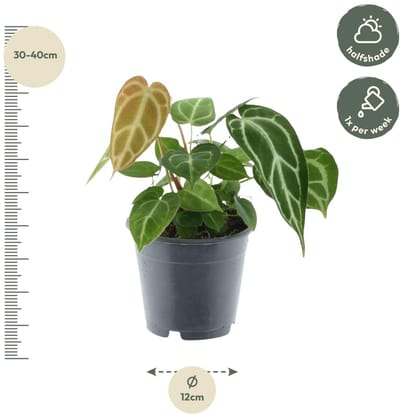Anthurium Chrystallium - 35 cm - ø12 - (Ook)-Voor in huis - Vaste planten