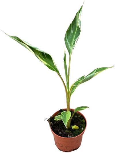 Musa Nono - Kamerplant - Potmaat Ø10,5 cm