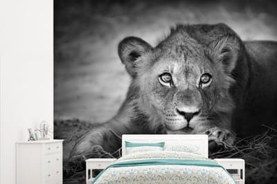 Behang - Fotobehang Wilde dieren - Leeuw - Natuur - Zwart - Wit - Breedte 265 cm x hoogte 220 cm