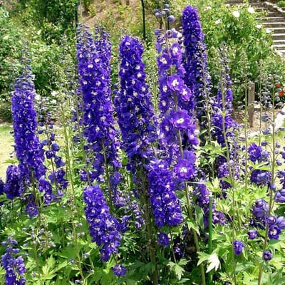 6 x Delphinium  'King Arthur'  - Ridderspoor pot 9x9cm