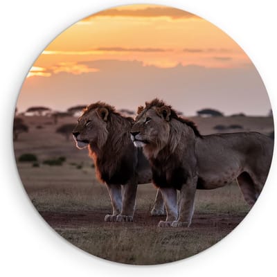 Saammp Muurcirkel Hout - Leeuwen in de serangeti - Dieren - Natuur - Ø 90 - Wandcirkel - Wanddecoratie Cirkel - Muurdecoratie Woonkamer - Slaapkamer decoratie - Rond Schilderij