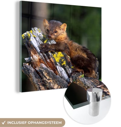MuchoWow® Glasschilderij 50x50 cm - Schilderij acrylglas - Marter - Boom - Bos - Foto op glas - Schilderijen