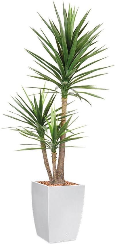Kunstplant Yucca in Genesis vierkant H200 cm