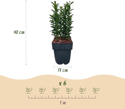 Haagplanten - Euonymus japonica Green Spire - blad groen - 6 planten - 1 strekkende meter - groenblijvend - pot 17cm hoogte 40cm