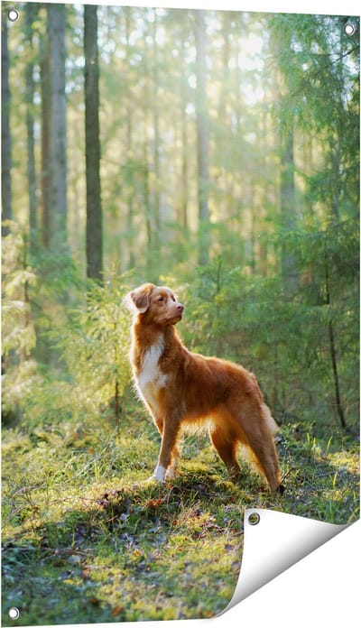 Gards Tuinposter Retriever Hond in het Bos met Zon - 60x90 cm - Tuindoek - Tuindecoratie - Wanddecoratie buiten - Tuinschilderij