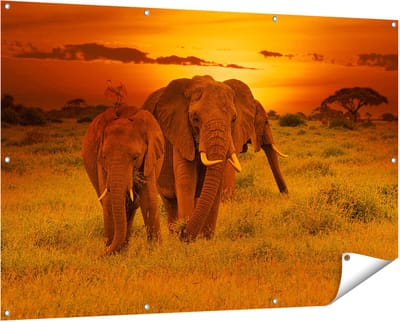 Gards Tuinposter Olifanten in het Wild - Zonsondergang - 150x100 cm - Tuindoek - Tuindecoratie - Wanddecoratie buiten - Tuinschilderij
