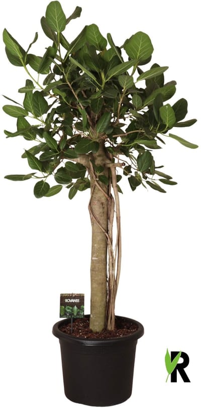 Ficus Benghalensis Audrey XL op stam 180 cm - Kamerplant - Potmaat Ø45 cm