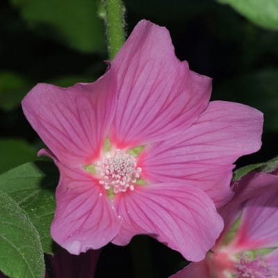 Lavatera Olbia Rosea - Struikmalva - Vaste planten - Bijen-Vlinders - Snijbloemen - Zomerbollen - Voorjaarsbollen
