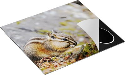 Chefcare Inductie Beschermer Eekhoorn op het Gras tussen de Bladeren - 60x50 cm - Afdekplaat Inductie - Kookplaat Beschermer - Inductie Mat