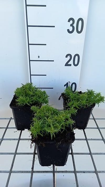 6x Vlambloem - Phlox (s) 'Samson' | 9x9 cm pot