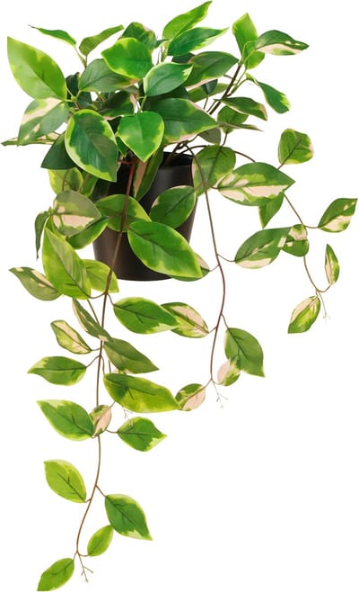 Philodendron Scindapsus met pot, gemakkelijk te verzorgen - ideaal voo