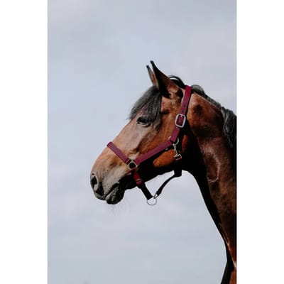 Leren halster voor paarden Riding World Cushion