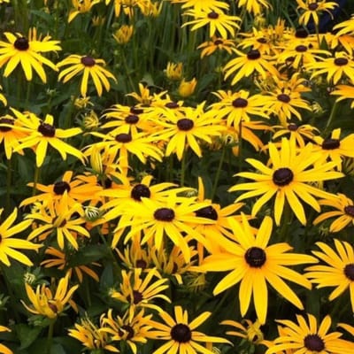 Glansrudbeckia (Rudbeckia Fulgida) - Zonnehoed Goldsturm - Vaste planten - Bijen-Vlinders - Snijbloemen - Bodembedekkers - Zomerbollen