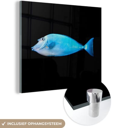 MuchoWow® Glasschilderij 50x50 cm - Schilderij acrylglas - Vis - Zeedieren - Zwart - Foto op glas - Schilderijen