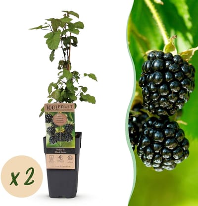 Green boutiQ - Fruitplant - Rubus fruticosus Black Satin - Bramenplant - Winterhard - Zwarte Braam - 2 Planten - Pot 15cm - Hoogte 50cm