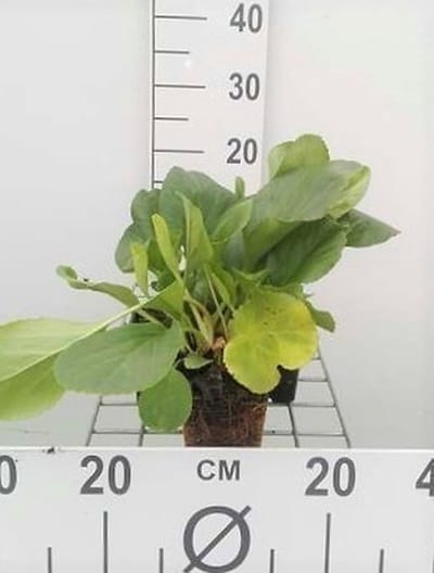 6x Schoenlappersplant - Bergenia cordifolia | 9x9 cm pot